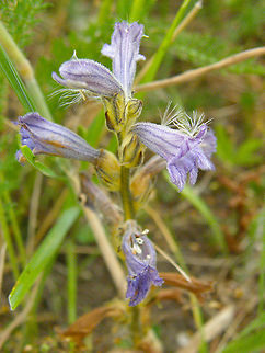 Yarrow broomrape - Phelipanche purpurea  Belgium,Geotagged,Phelipanche purpurea,Summer,Yarrow broomrape