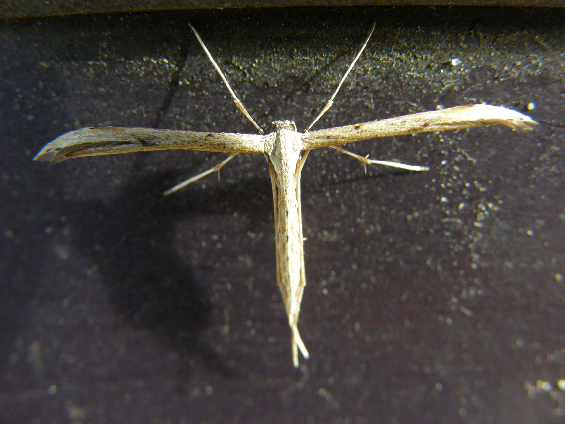 Morning glory plume moth - Emmelina monodactyla Found at home. <br />
  Belgium,Emmelina monodactyla,Geotagged,Morning glory plume moth,Summer