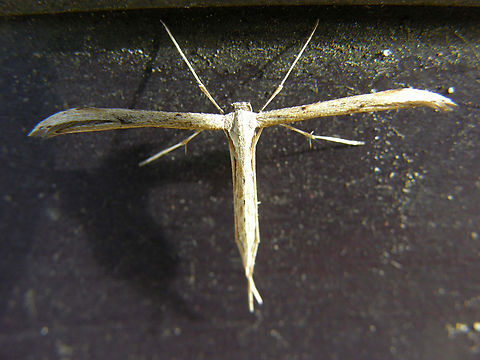 Morning glory plume moth - Emmelina monodactyla Found at home. 
  Belgium,Emmelina monodactyla,Geotagged,Morning glory plume moth,Summer