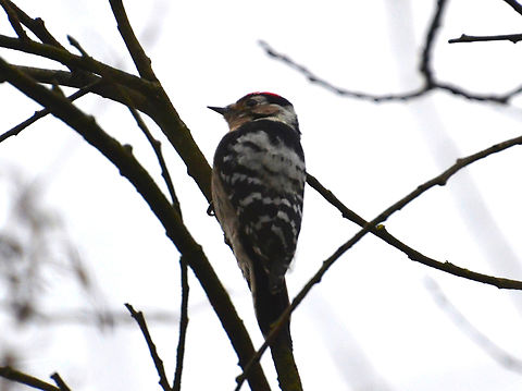 Dryobates/Dendrocopos minor Bertembos. Belgium,Dendrocopos minor,Geotagged,Lesser Spotted Woodpecker,Winter
