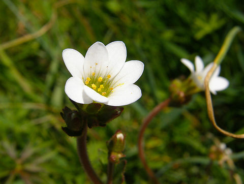 Meadow saxifrage - Saxifraga granulata Haspengouw, Belgium Belgium,Geotagged,Meadow saxifrage,Saxifraga granulata,Spring