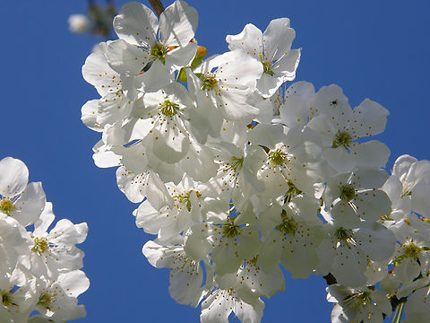 Wild Cherry - Prunus avium Zammelen, Haspengouw, Belgium. Belgium,Geotagged,Prunus avium,Spring,Wild cherry