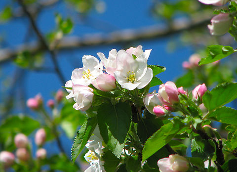 European crab apple - Malus sylvestris Zammelen, Haspengouw, Belgium. Belgium,European crab apple,Geotagged,Malus sylvestris,Spring