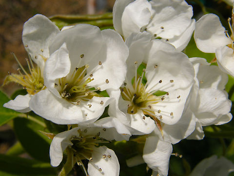Common Pear - Pyrus communis Zammelen, Haspengouw, Belgium Belgium,Common Pear,Geotagged,Pyrus communis,Spring