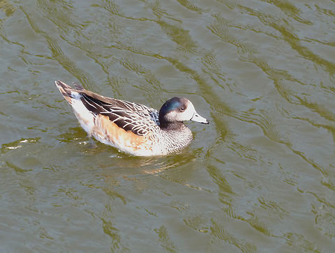 Chiloé wigeon - Mareca sibilatrix Seen in the river in Kortijk. Probably released as is not a native species. Belgium,Chiloé wigeon,Geotagged,Mareca sibilatrix,Spring
