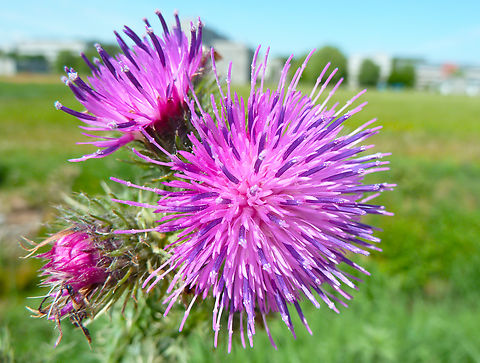 Welted thistle -Carduus crispus Heverlee, Belgium Belgium,Carduus crispus,Geotagged,Spring,Welted thistle