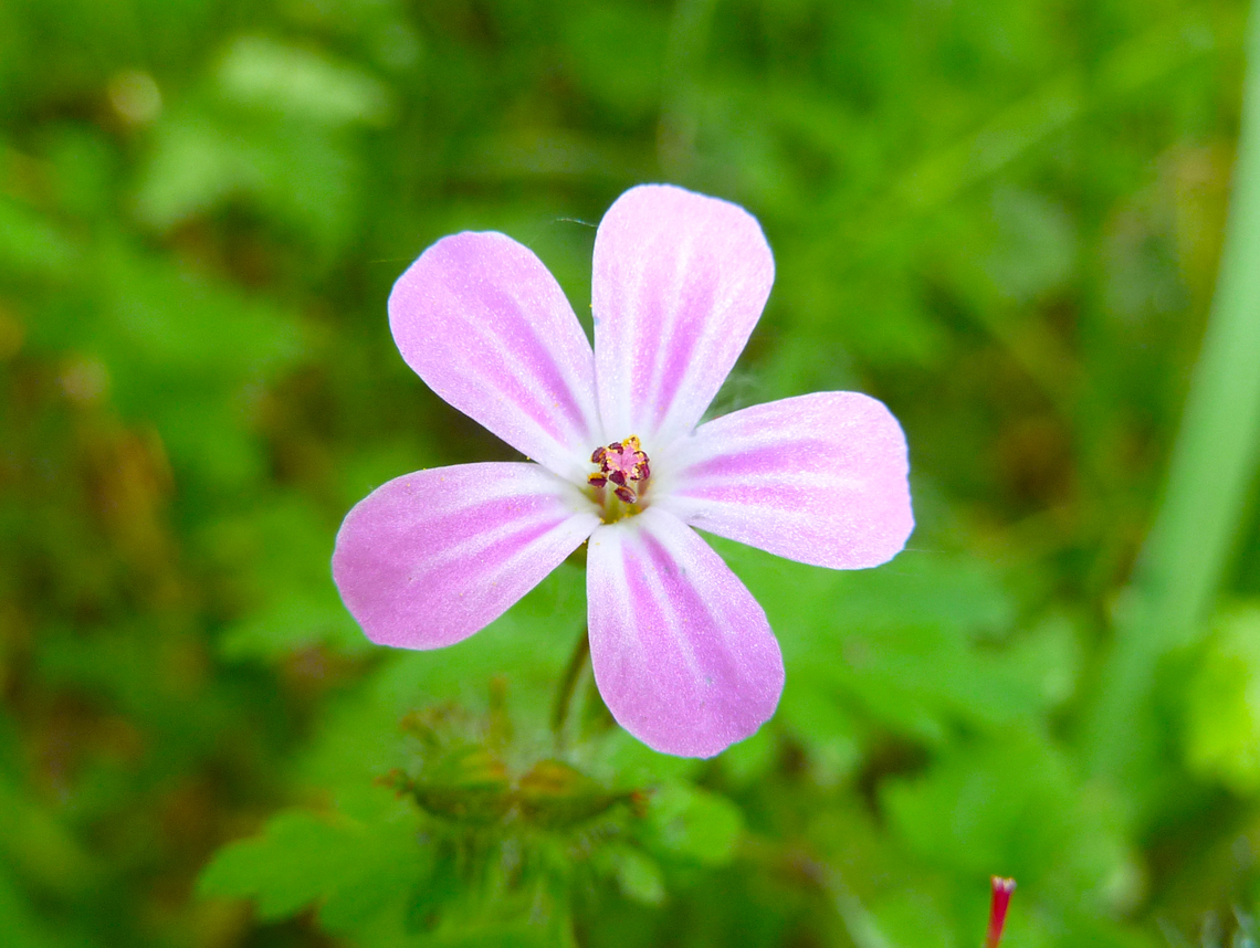 Herb Robert - Geranium robertianum Egenhovenbos - Belgium Belgium,Geotagged,Geranium robertianum,Herb Robert,Spring