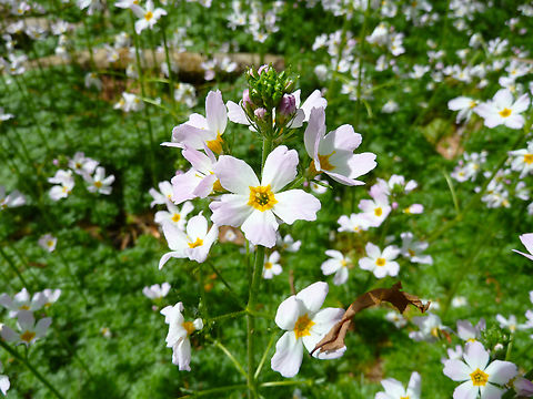 Water Violet - Hottonia palustris Egenhovenbos, Belgium. Belgium,Geotagged,Hottonia palustris,Hottonia_palustris,Spring