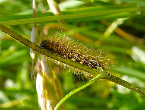 Ruby tiger - Phragmatobia fuliginosa Doode Bemde, Belgium. Belgium,Geotagged,Phragmatobia fuliginosa,Ruby tiger,Spring