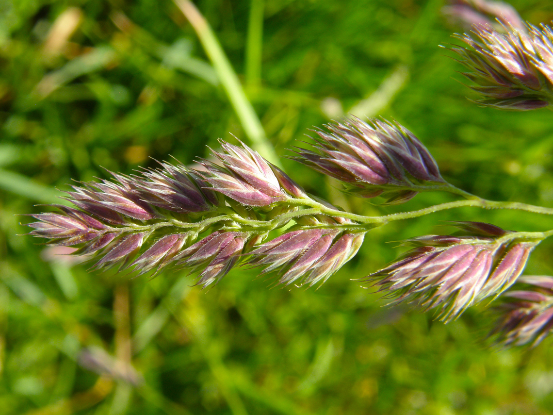 Cock's-foot - Dactylis glomerata Doode Bemde, Belgium. Belgium,Cock's-foot,Dactylis glomerata,Geotagged,Spring