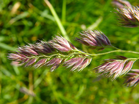 Cock's-foot - Dactylis glomerata Doode Bemde, Belgium. Belgium,Cock's-foot,Dactylis glomerata,Geotagged,Spring