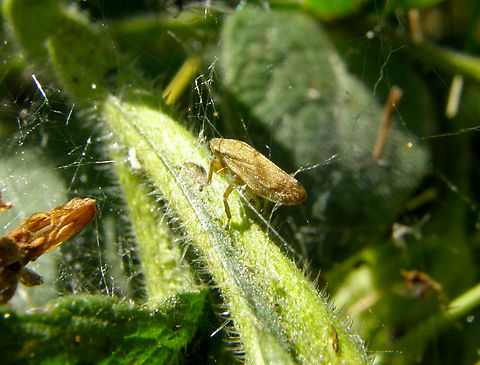 Meadow Froghopper - Philaenus spumarius Doode Bemde, Belgium.  Belgium,Geotagged,Meadow Froghopper,Philaenus spumarius,Spring