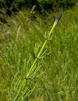 Marsh horsetail - Equisetum palustre Doode Bemde, Belgium.  Belgium,Equisetum palustre,Geotagged,Marsh horsetail,Spring