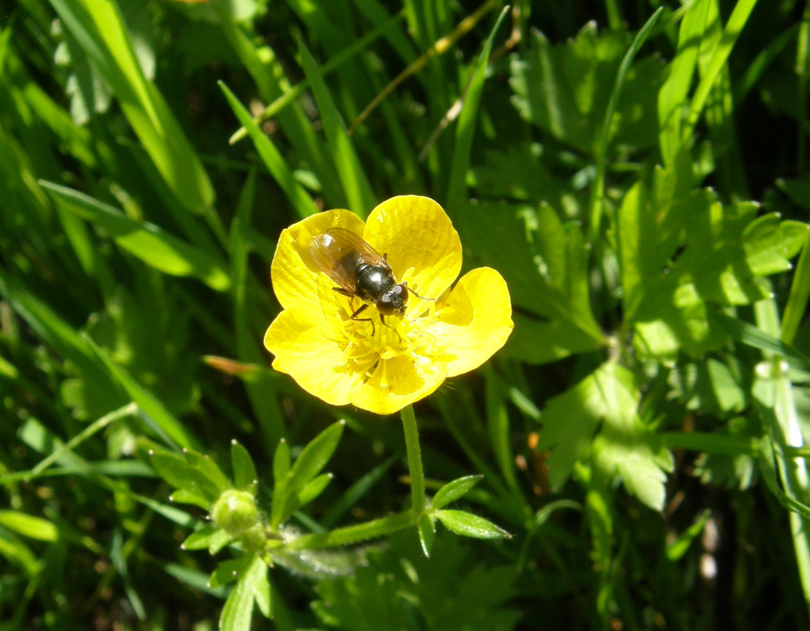 Hoverfly - Cheilosia albitarsis Doode Bemde, Belgium.  Belgium,Cheilosia albitarsis,Geotagged,Spring,hoverfly