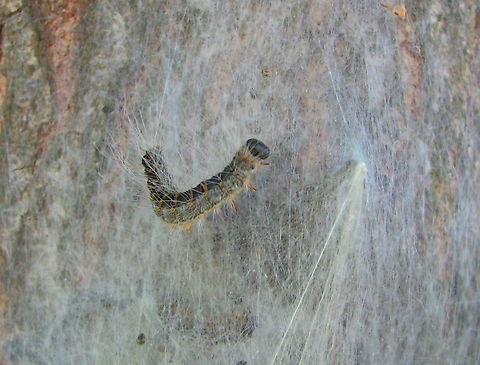 Oak Processionary - Thaumetopoea processionea Doode Bemde, Belgium.  Belgium,Geotagged,Oak Processionary,Spring,Thaumetopoea processionea