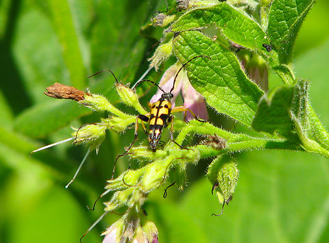 Spotted Longhorn - Rutpela maculata Doode Bemde, Belgium.  Belgium,Geotagged,Rutpela maculata,Spotted Longhorn,Spring