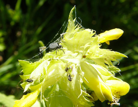 Brigittea latens Doode Bemde, Belgium. Belgium,Brigittea latens,Geotagged,Spring