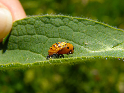 Seven-spotted Lady Beetle - Coccinella septempunctata (pupa) Doode Bemde, Belgium.  Belgium,Coccinella septempunctata,Geotagged,Seven-spotted Lady Beetle,Spring