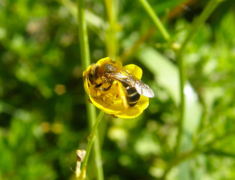 Halictus rubicundus Doode Bemde, Belgium.  Belgium,Geotagged,Halictus rubicundus,Spring