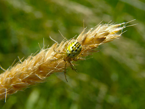 Mangora acalypha Doode Bemde, Belgium.  Belgium,Geotagged,Mangora acalypha,Spring