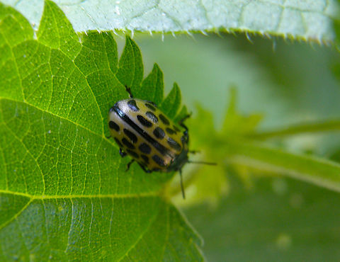 Spotted willow leaf beetle - Chrysomela_vigitipunctata Doode Bemde, Belgium.  Belgium,Chrysomela vigintipunctata,Chrysomela vigitipunctata,Geotagged,Spring