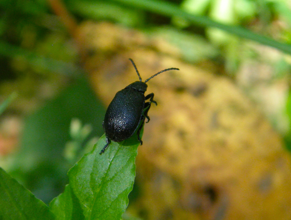 Leaf Beetle - Galeruca tanaceti Doode Bemde, Belgium.  Belgium,Galeruca tanaceti,Geotagged,Spring