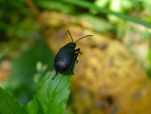 Leaf Beetle - Galeruca tanaceti Doode Bemde, Belgium.  Belgium,Galeruca tanaceti,Geotagged,Spring