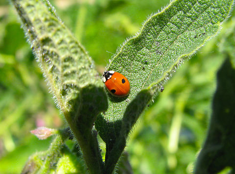 Two-spot ladybird - Adatia bipunctata Doode Bemde, Belgium.  Adalia bipunctata,Belgium,Geotagged,Spring,Two-spotted lady beetle