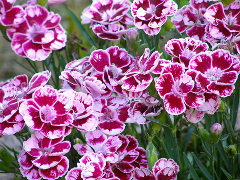 Dianthus barbatus Garden plant in my terrace :-) Belgium,Dianthus barbatus,Geotagged,Spring,Sweet William