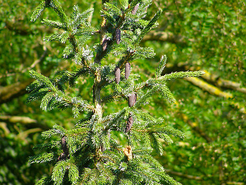 European spruce - Pice abies Doode Bemde, Belgium.  Belgium,Geotagged,Norway spruce,Picea abies,Spring