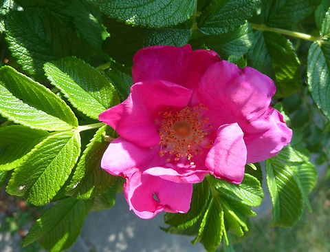 Beach Rose - Rosa rugosa Heverlee, Belgium. Beach Rose,Belgium,Geotagged,Rosa rugosa,Spring