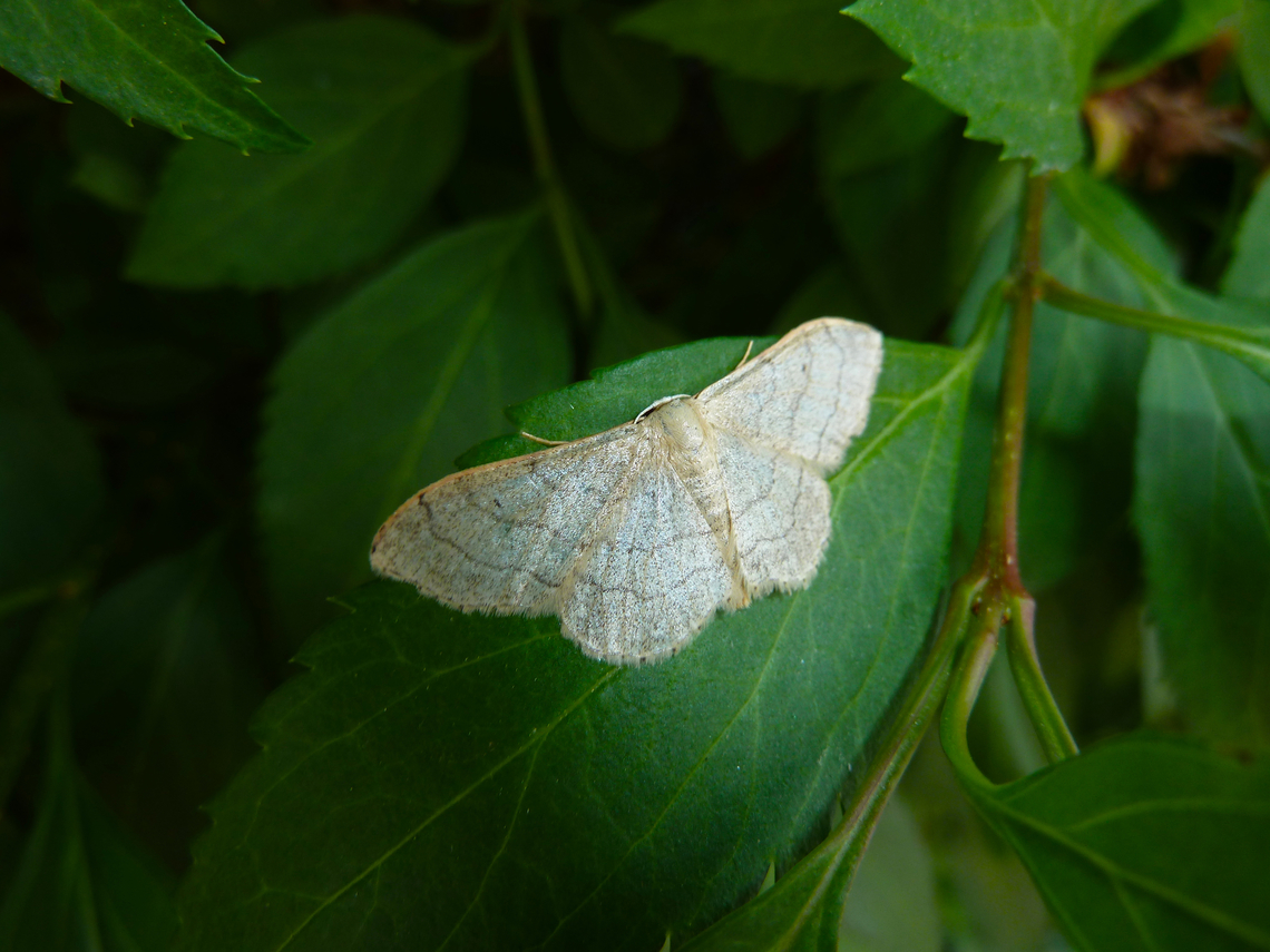 Riband wave - Idaea aversata Heverlee, Belgium.  Belgium,Geotagged,Idaea aversata,Riband wave,Spring