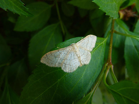 Riband wave - Idaea aversata Heverlee, Belgium.  Belgium,Geotagged,Idaea aversata,Riband wave,Spring