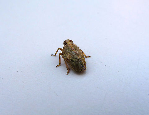 Issus coleoptratus In my house, St Joris-Weert, Belgium. Belgium,Geotagged,Issus coleoptratus,Spring