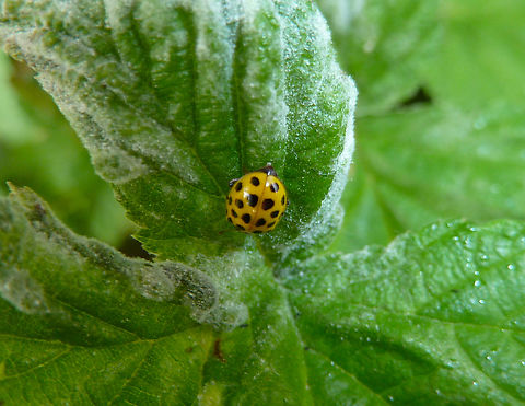 Twenty-two Spot Ladybird - Psyllobora vigintiduopunctata Zoete Waters, Belgium. Belgium,Geotagged,Psyllobora vigintiduopunctata,Spring,Twenty-two Spot Ladybird