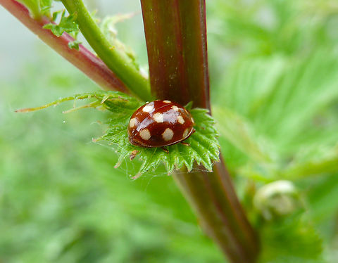 Cream-spot ladybird - Calvia quatordecimguttata Zoete Waters, Belgium. Belgium,Calvia quatuordecimguttata,Geotagged,Spring