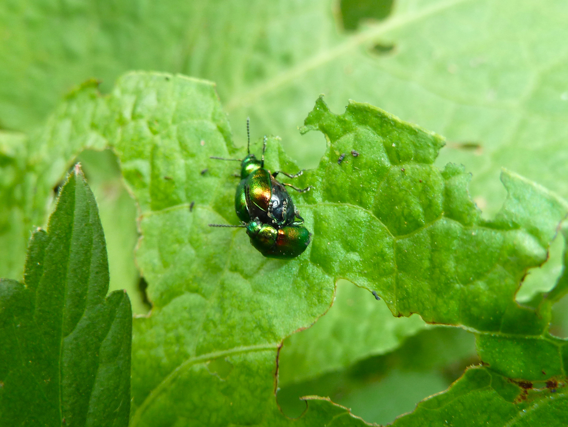 Green Dock-Beetle - Gastrophysa viridula Zoete Waters, Belgium. Belgium,Gastrophysa viridula,Geotagged,Green Dock-Beetle (G. viridula),Spring