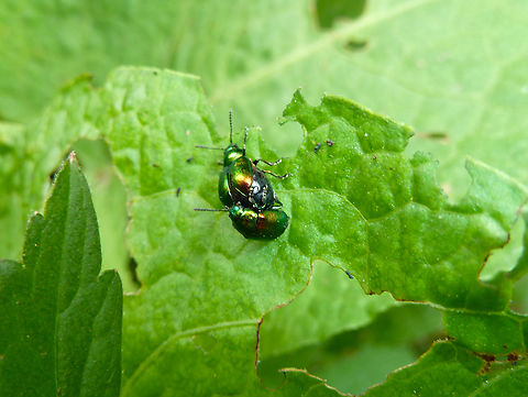 Green Dock-Beetle - Gastrophysa viridula Zoete Waters, Belgium. Belgium,Gastrophysa viridula,Geotagged,Green Dock-Beetle (G. viridula),Spring
