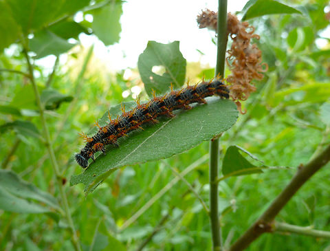 Large Tortoiseshell - Nymphalis polychloros Zoete Waters, Belgium. Belgium,Geotagged,Large Tortoiseshell,Nymphalis polychloros,Spring