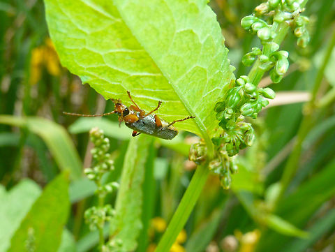 Grey sailor beetle - Cantharis nigricans Zoete Waters, Belgium.  Belgium,Cantharis nigricans,Geotagged,Grey sailor beetle,Spring