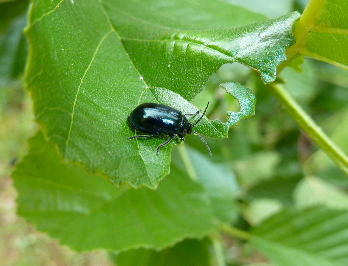 Alder Leaf Beetle - Agelastica alni Zoete Waters, Belgium.  Agelastica alni,Alder Leaf Beetle,Belgium,Geotagged,Spring