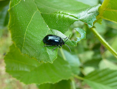 Alder Leaf Beetle - Agelastica alni Zoete Waters, Belgium.  Agelastica alni,Alder Leaf Beetle,Belgium,Geotagged,Spring