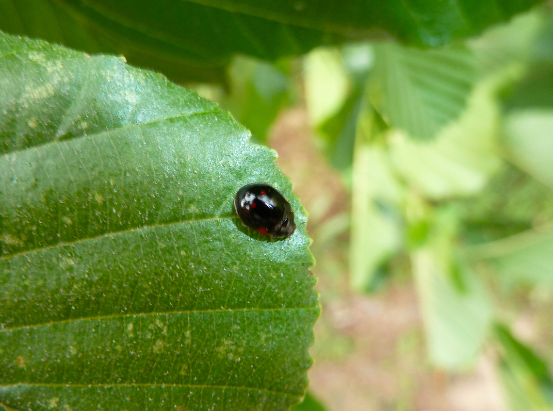 Pine Ladybird - Exochomus quadripustulatus Zoete Waters, Belgium.  Belgium,Exochomus quadripustulatus,Geotagged,Pine Ladybird,Spring