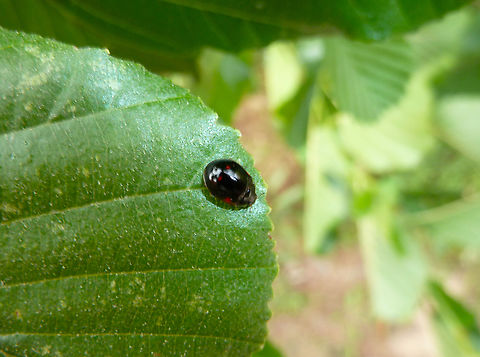 Pine Ladybird - Exochomus quadripustulatus Zoete Waters, Belgium.  Belgium,Exochomus quadripustulatus,Geotagged,Pine Ladybird,Spring