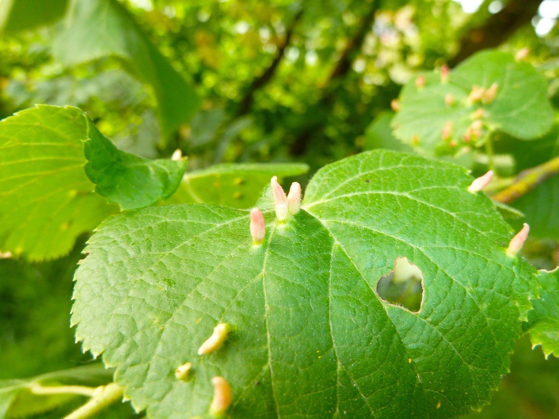 Red Nail Gall Mite- Eriophyes tiliae Zoete Waters, Belgium.  Belgium,Eriophyes tiliae,Geotagged,Red Nail Gall Mite,Spring
