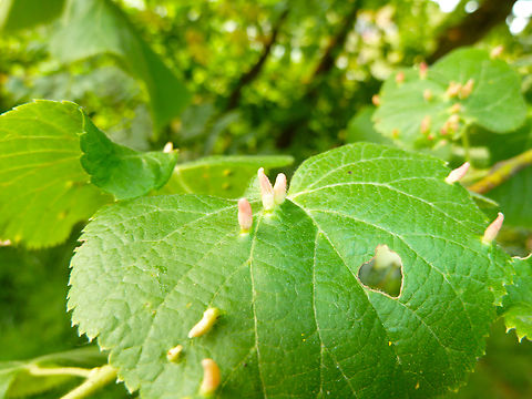 Red Nail Gall Mite- Eriophyes tiliae Zoete Waters, Belgium.  Belgium,Eriophyes tiliae,Geotagged,Red Nail Gall Mite,Spring