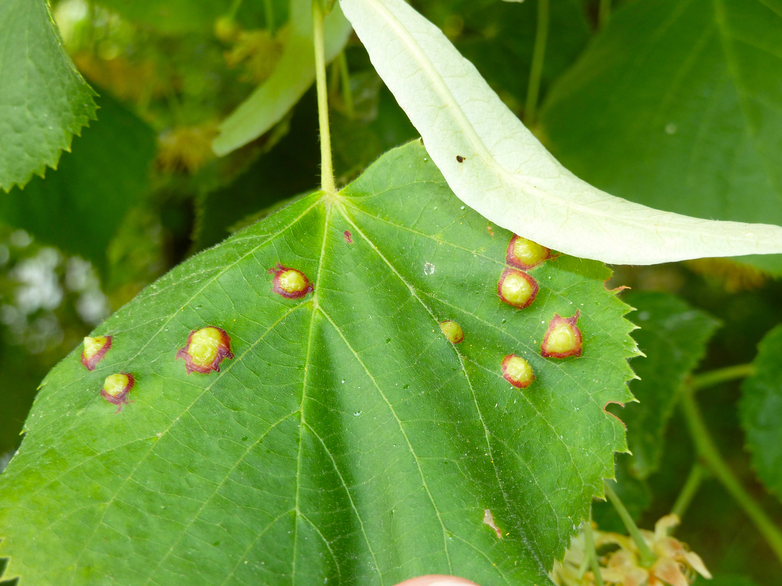 Gall-forming midge - Didymomyia tiliacea Zoete Waters, Belgium. Belgium,Didymomyia tiliacea,Gall-forming midge Didymomyia tiliacea,Geotagged,Spring