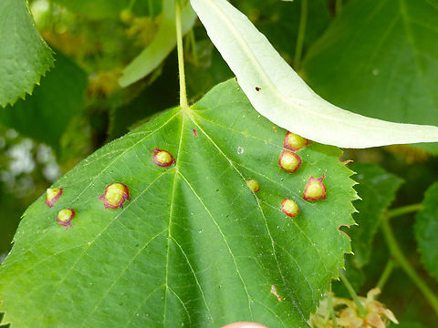 Gall-forming midge - Didymomyia tiliacea Zoete Waters, Belgium. Belgium,Didymomyia tiliacea,Gall-forming midge Didymomyia tiliacea,Geotagged,Spring