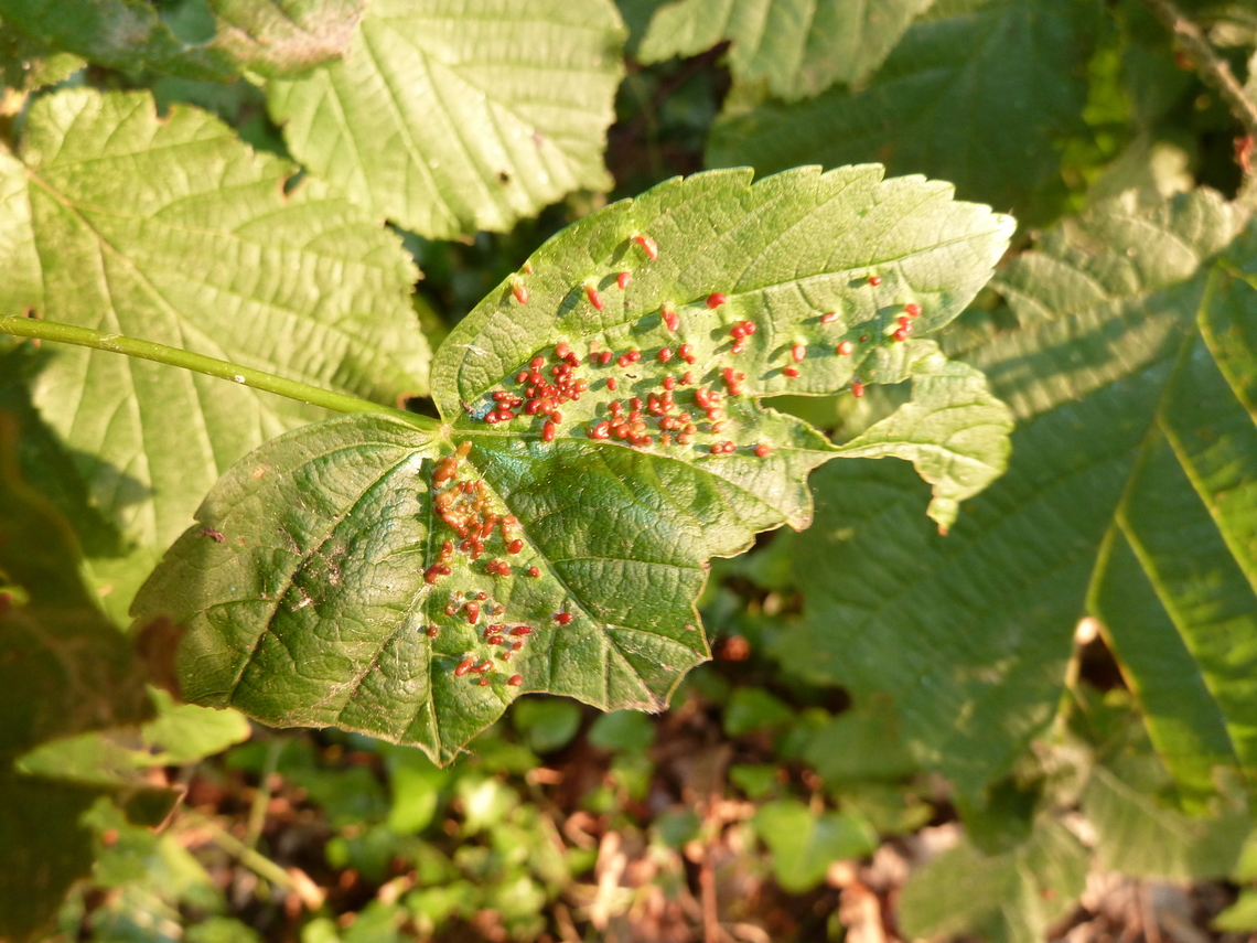 Gall Mite - Aceria cephalonea Zoete Waters, Belgium.<br />
<br />
I hope I entered the Order correctly. Took it from this description:<br />
Parasites &gt; Animalia &gt; Arthropoda &gt; Acari &gt; Actinotrichida &gt; Prostigmata &gt; Eleutherengona &gt; Eriophyoidea &gt; Eriophyidae &gt; Eriophyinae &gt; Acerini &gt; Aceria &gt; Aceria cephalonea<br />
<br />
I am not an expert on these things... Aceria cephalonea,Belgium,Gall Mite Aceria cephalonea,Geotagged,Spring