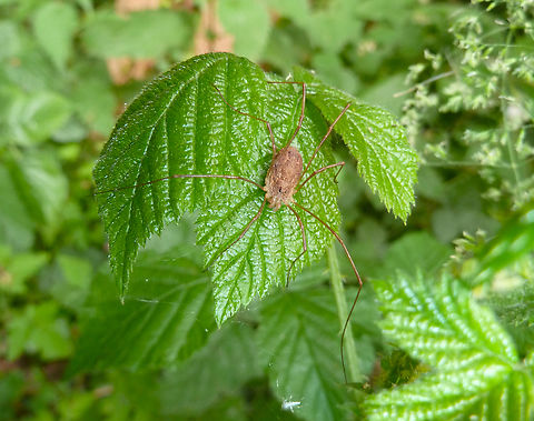 Harvestman - Rilaena triangularis Zoete Waters, Belgium. Belgium,Geotagged,Rilaena triangularis,Spring